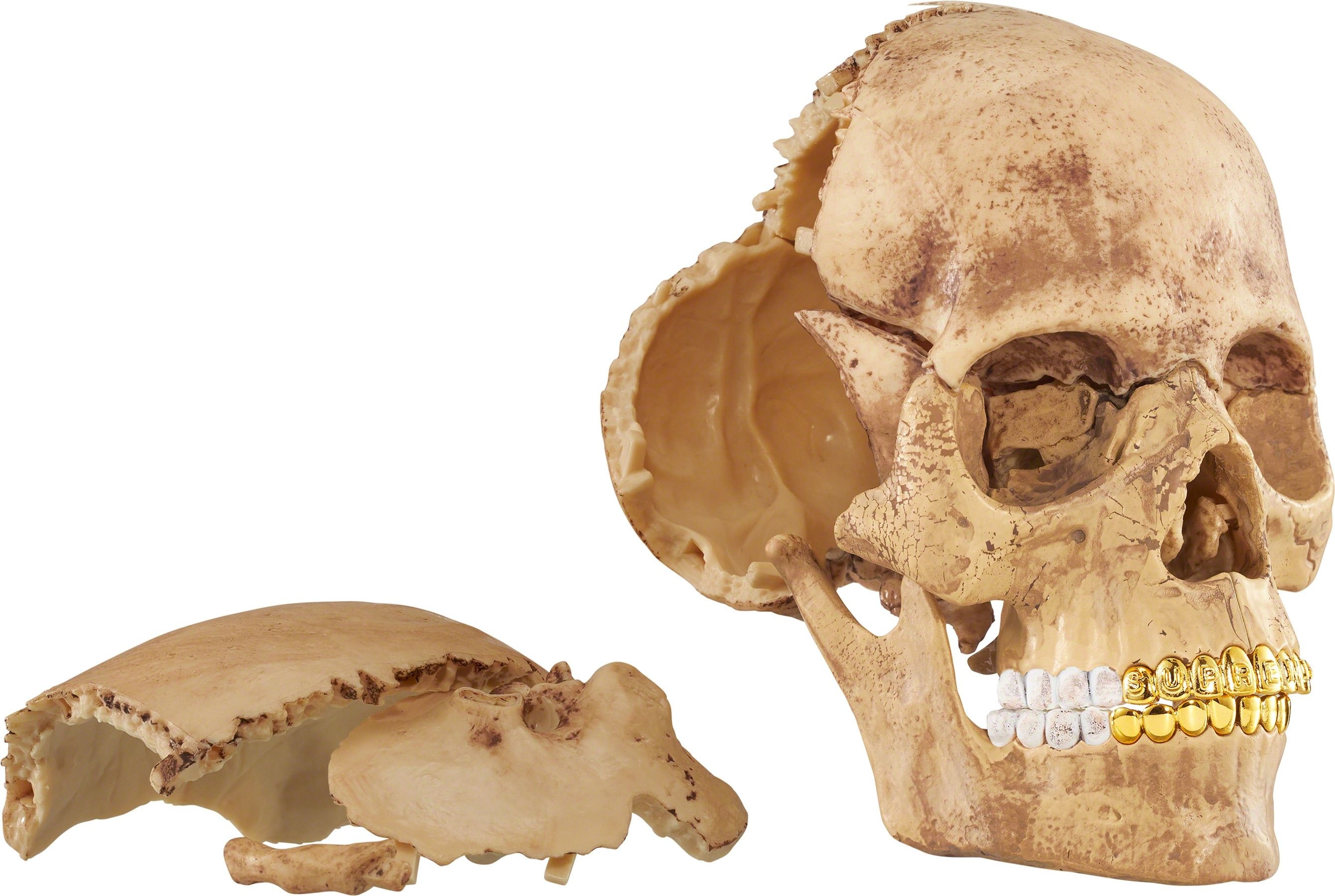 4D Model Human Skull view 7